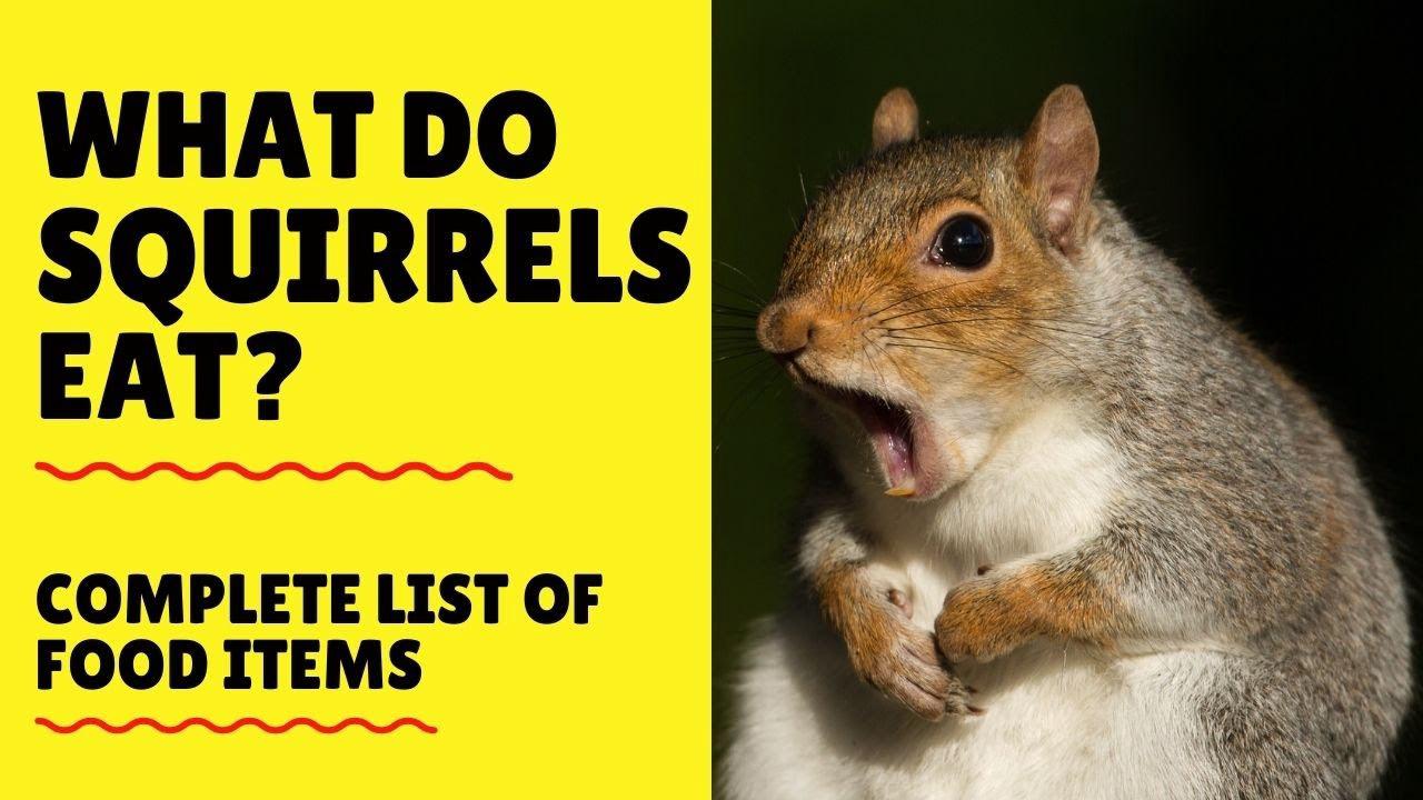 'Video thumbnail for What do Squirrels Eat - What to Feed Squirrels - Squirrels Diet'