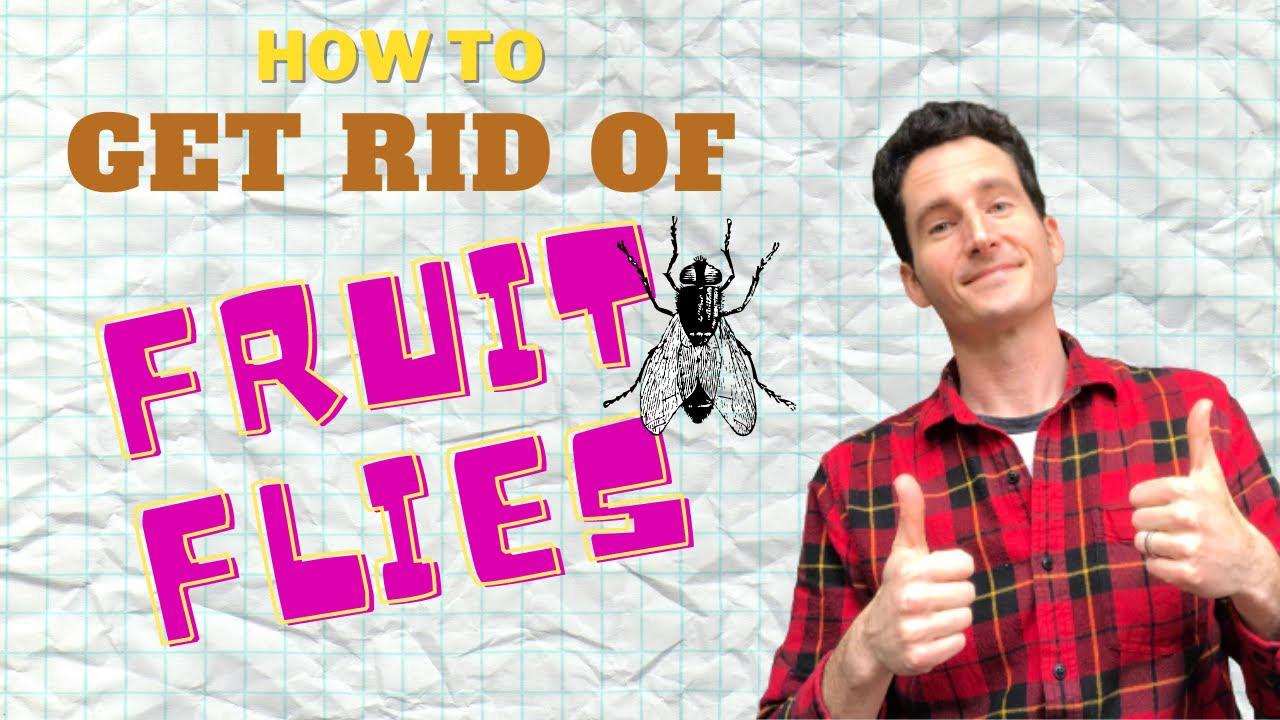 'Video thumbnail for How to Get Rid of Fruit Flies in the Kitchen & House [with and without apple cider vinegar traps]'