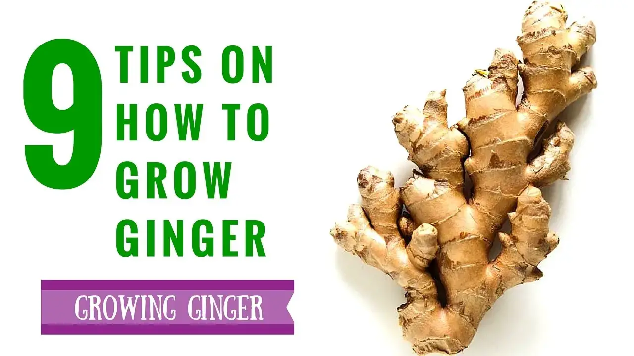 'Video thumbnail for Ginger Growing Tips: 9 useful facts about growing ginger'