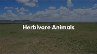 'Video thumbnail for Examples of Herbivore Animals (with Names and Facts)'