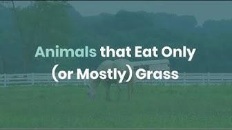 'Video thumbnail for Animals that Eat Only or Mostly Grass - (Graminivores or Grazers)'