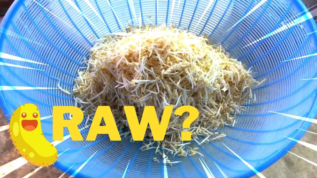 'Video thumbnail for Do bean sprouts need to be cooked or can they be eaten raw?'