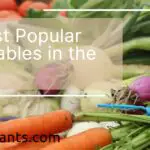 20 Most Popular Vegetables in the U.S.