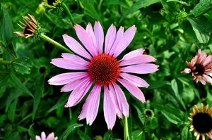 Echinacea - Starts with E