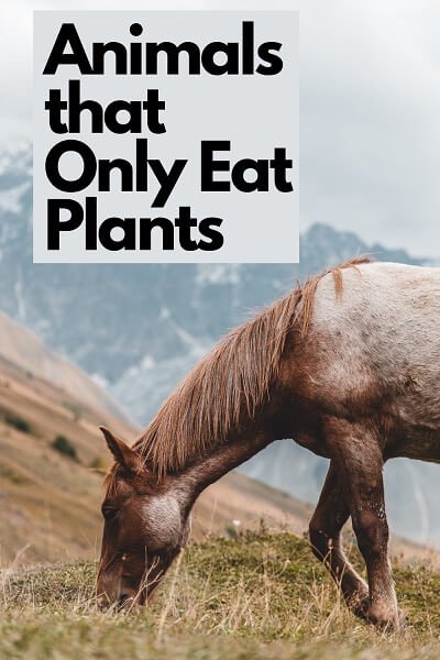 animals-that-only-eat-plants-what-they-are-called