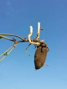 earthnut pea