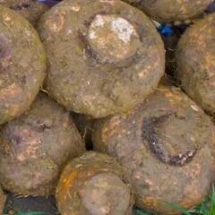 Elephant Foot Yam Suran vegetable Jimikand
