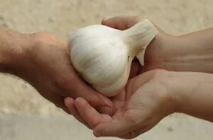Elephant garlic vegetables that start with e
