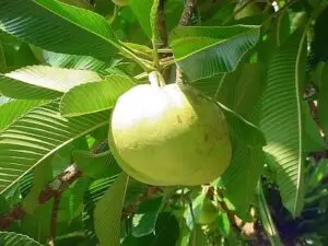 Elephant Apple - Food that Starts with E