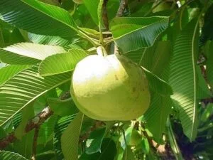 Elephant Apple - Food that Starts with E
