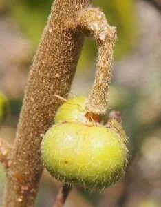 Emu Berry - Food starting with letter E