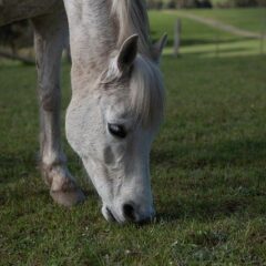 Animals That Only Eat Plants & What They Are Called