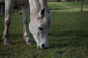 Animals that eat only or mostly grass