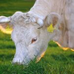 Herbivore cow eating grass