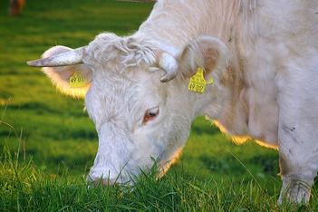 Farm Animals that Eat Grass 