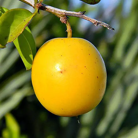 Ximenia americana fruit