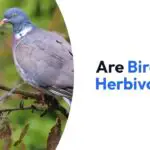 Are Birds Herbivores? (Which Ones?)