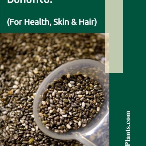 The amazing benefits of chia seeds for women