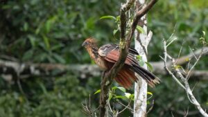 Hoatzin herbivore bird