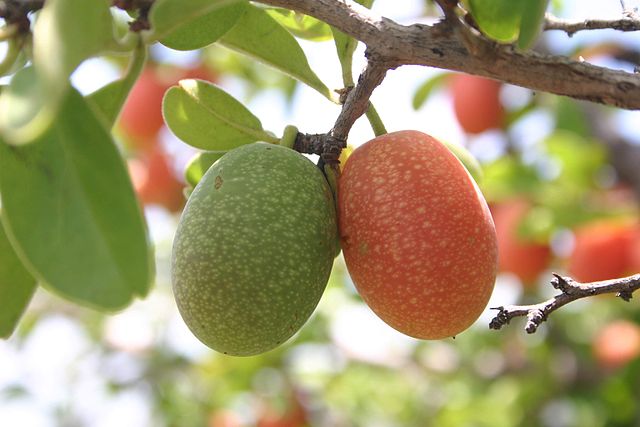 Ximenia Caffra fruit