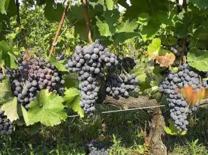 Xinomavro grapes