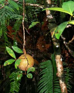 Xylocarpus granatum fruit