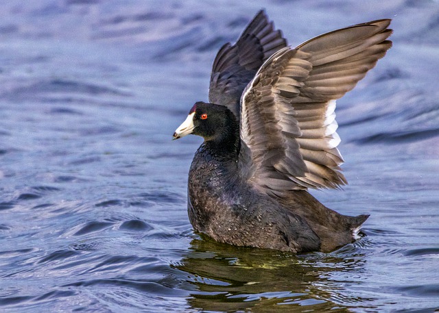 American coot on water
