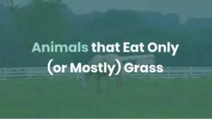 Animals that eat only or mostly grass (Graminivores or Grazers)