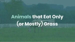 Animals that eat only or mostly grass (Graminivores or Grazers)
