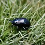 Do Beetles Eat Grass?