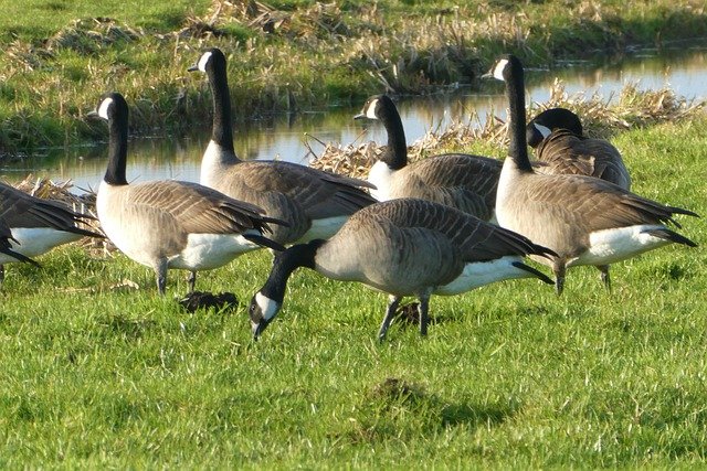 Canadian Geese eating grass