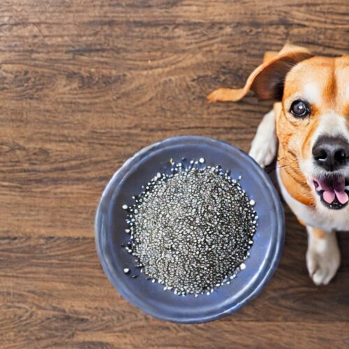 Beautiful view of Can Apple And Chia Be Substituted For Dog Food