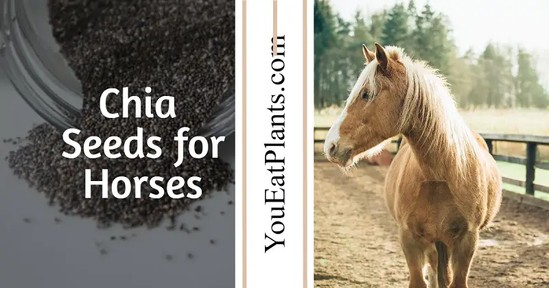Chia seeds for horses