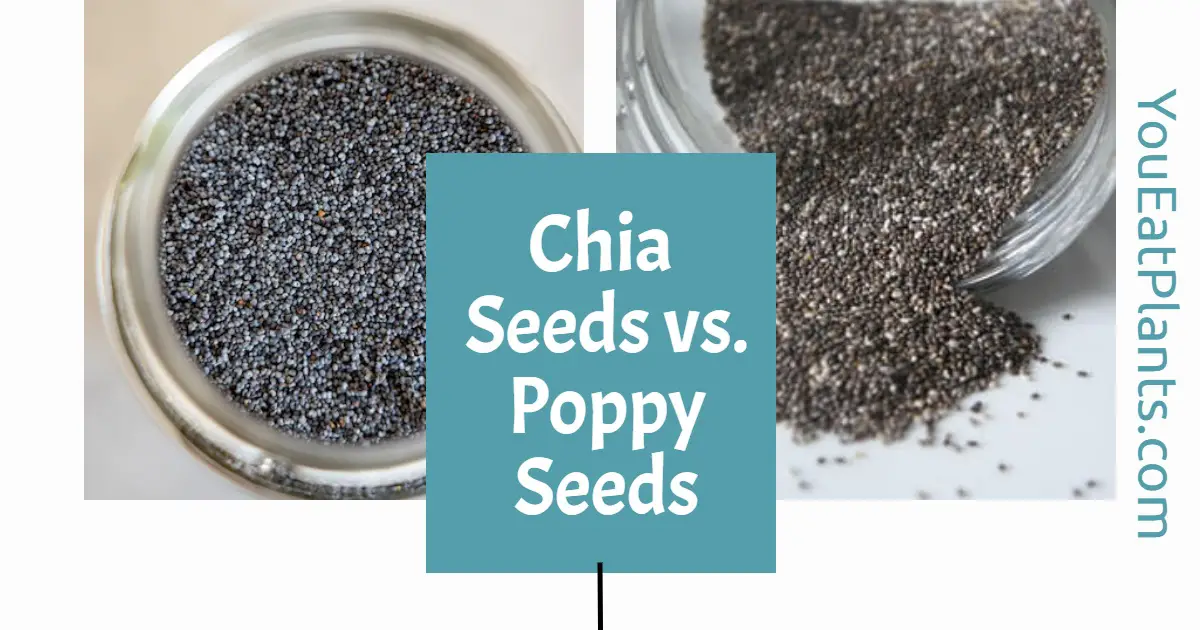 Chia seeds vs poppy seeds