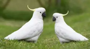 Cockatoos on grass