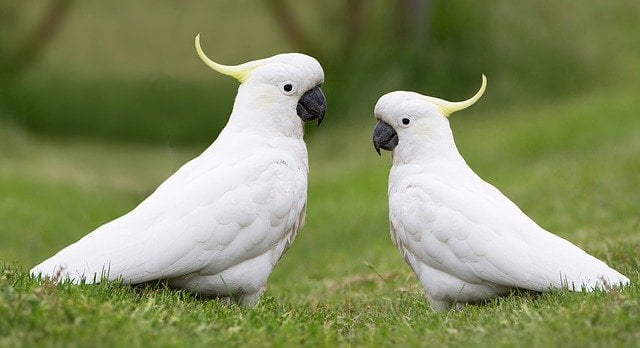 Cockatoos on grass