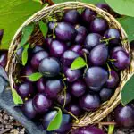 The Damson Plum - Everything to Know About the Fruit