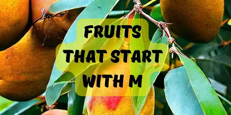 Fruits that start with M