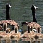Are Geese Herbivores?