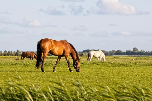 Horses eating grass and grazing