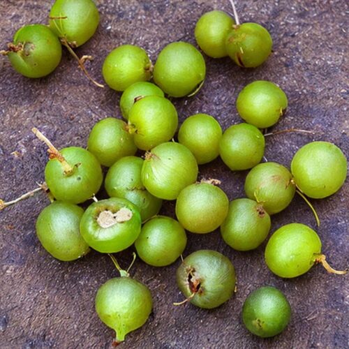 Fruits that Start with the Letter I