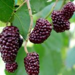 Berries that Start with M Mulberries