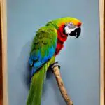 Are Parrots Herbivores or Omnivores?