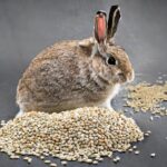 Rabbit with sesame seeds