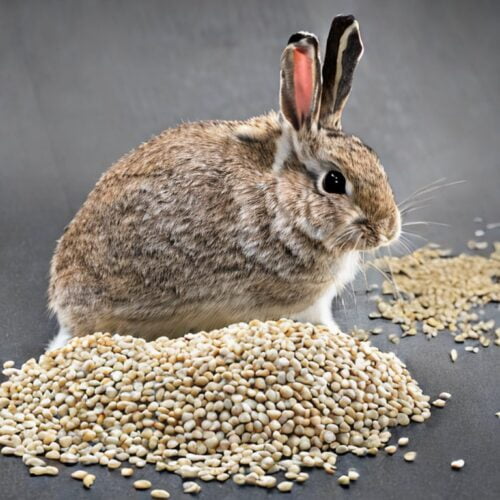 Can Rabbits Eat Chia Seeds?