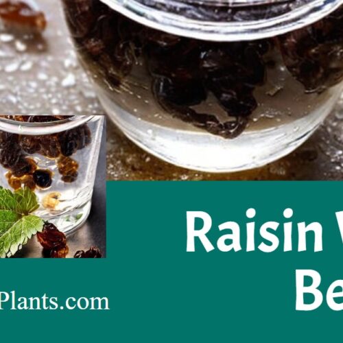 Two Ways to Make Raisin Water (with Recipes)