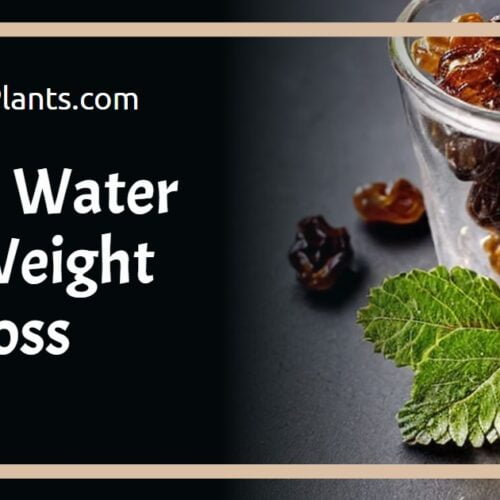The Benefits of Drinking Raisin Water