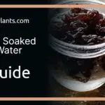 Raisins Soaked in Water - A Guide