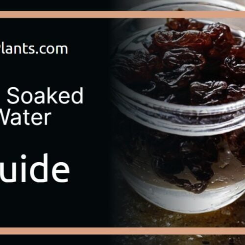 Two Ways to Make Raisin Water (with Recipes)