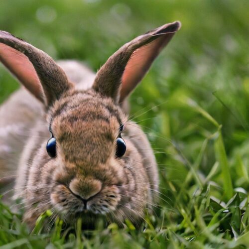 20 Small Animals that Eat Plants - YouEatPlants.com